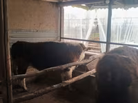 Toro, Simmental cattle — foto 7