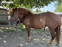 Kuda jantan, Hungarian horse breed — foto 3