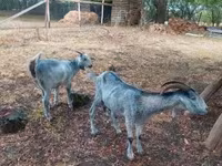 Koza, Nubian Goat — zdjęcie 6