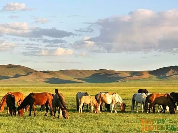 مادیان, Kazakh horse