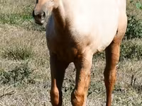 Адуу, Quarter Horse — 2 зураг
