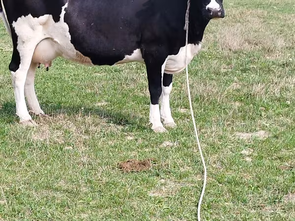 Lembu betina, Holstein breed