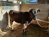 Bulle, Russian Black pied cattle — Foto 1