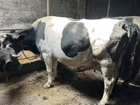 Vacă, Rasa Holstein — foto 1