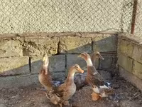Ducks — Foto 4