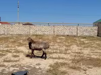 Baran, Arashan sheep — zdjęcie 2
