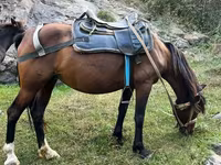 Kuda betina, Horses — foto 3