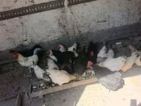 Chickens — ፎቶ 1