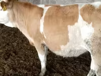Tehén, Simmental cattle — 3. fotó