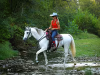 Stute, Quarter Horse — Foto 6