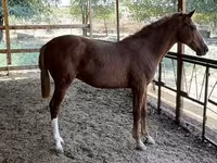 ፈረስ, Horses — ፎቶ 8