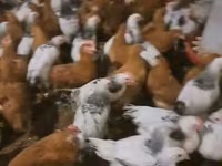 Chickens — عکس 2