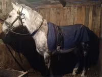 Cal, Anglo-Arabian — foto 2