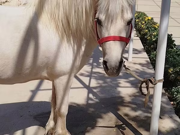 Faras, Shetland Pony