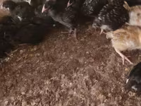 Chickens — zdjęcie 1