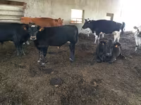 ወንድ በሬ, Aberdeen-Angus — ፎቶ 1