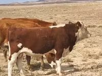 Dibi, Kazakh White-headed cow — sawirka 4