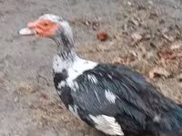 Ducks — foto 1
