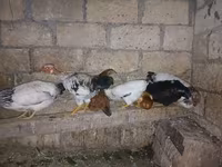 Chickens — รูปภาพ 3