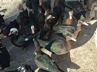 Ducks — foto 2