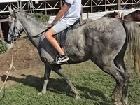 Cavallo, Lipizzaner — foto 1