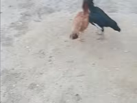 Chickens — عکس 1