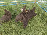 Turkeys — foto 1