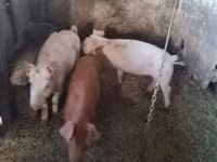 ወንድ አሣማ — ፎቶ 1