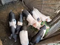 Babi betina, Pigs — foto 2