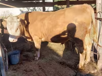 گاو نر, Simmental cattle — عکس 2