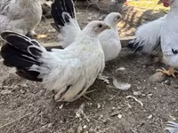 Chickens — foto 1