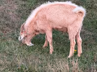 بز نر, Nubian Goat — عکس 2
