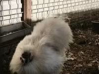 Silkie — foto 2