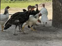 Turkeys — عکس 1