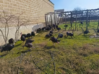 Turkeys — Foto 2