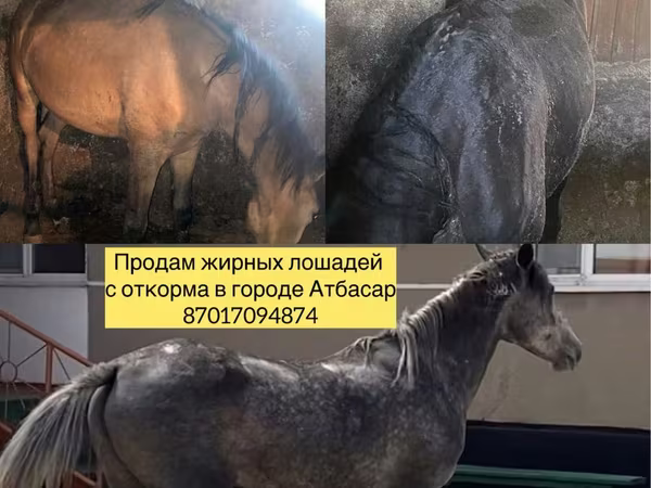 Konji (partija, pol nije naveden), Horse breed — Казахстан