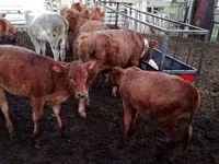 گاو ماده, Simmental cattle — عکس 6