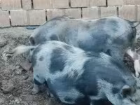 मादा सूअर, सूअर — फ़ोटो 1