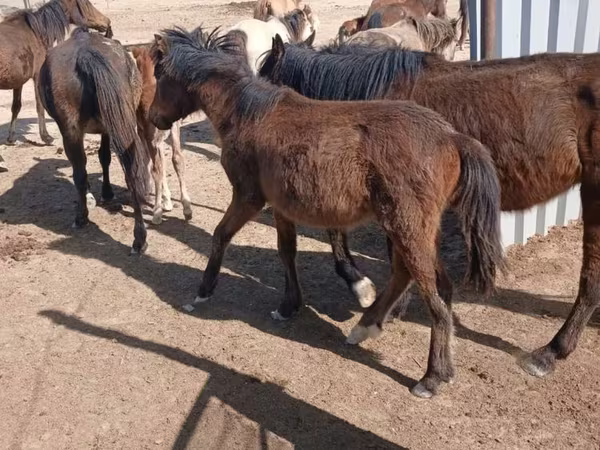 Faras dhaddig, Horses