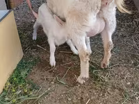 Goat, Saanen goat — photo 1