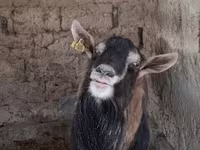 Արու այծ, Alpine goat — լուսանկար 4