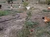 Chickens — sawirka 3