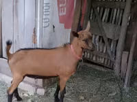 Jarac, Alpine goat — fotografija 1
