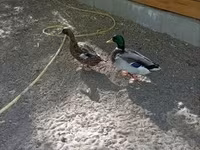 Ducks — 사진 3