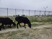 Kambing jantan, Sheep — foto 2