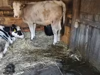 วัวตัวเมีย, Simmental cattle — รูปภาพ 3