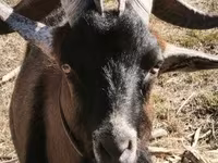 Billy Goat, Alpine goat — photo 6