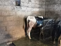 Dibi, Holstein breed — sawirka 3
