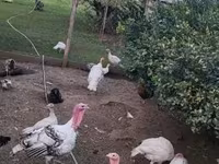 Turkeys — fotografija 1