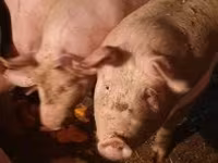Säue, Schweine — Foto 1